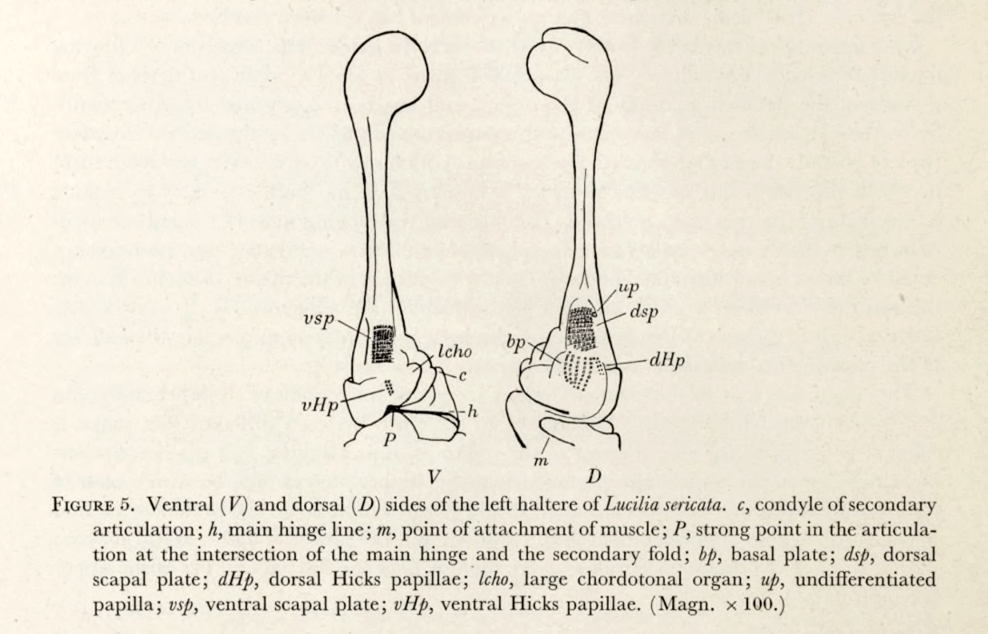 Anatomical drawing of fly halteres, club-like structures.